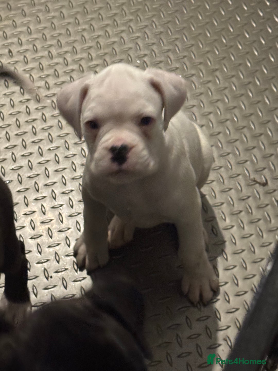 Boxer dogs for sale: LAST 2 boxer puppies  - Advert 4