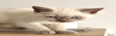 British Shorthair 1