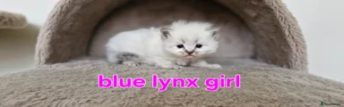 Ragdoll Kitten 1