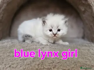 Ragdoll cats Ragdoll Kittens Ready 2nd June - Advert 1