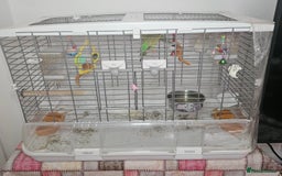 Budgerigars birds for sale: 2 Budgies for sale with cage - Image 5