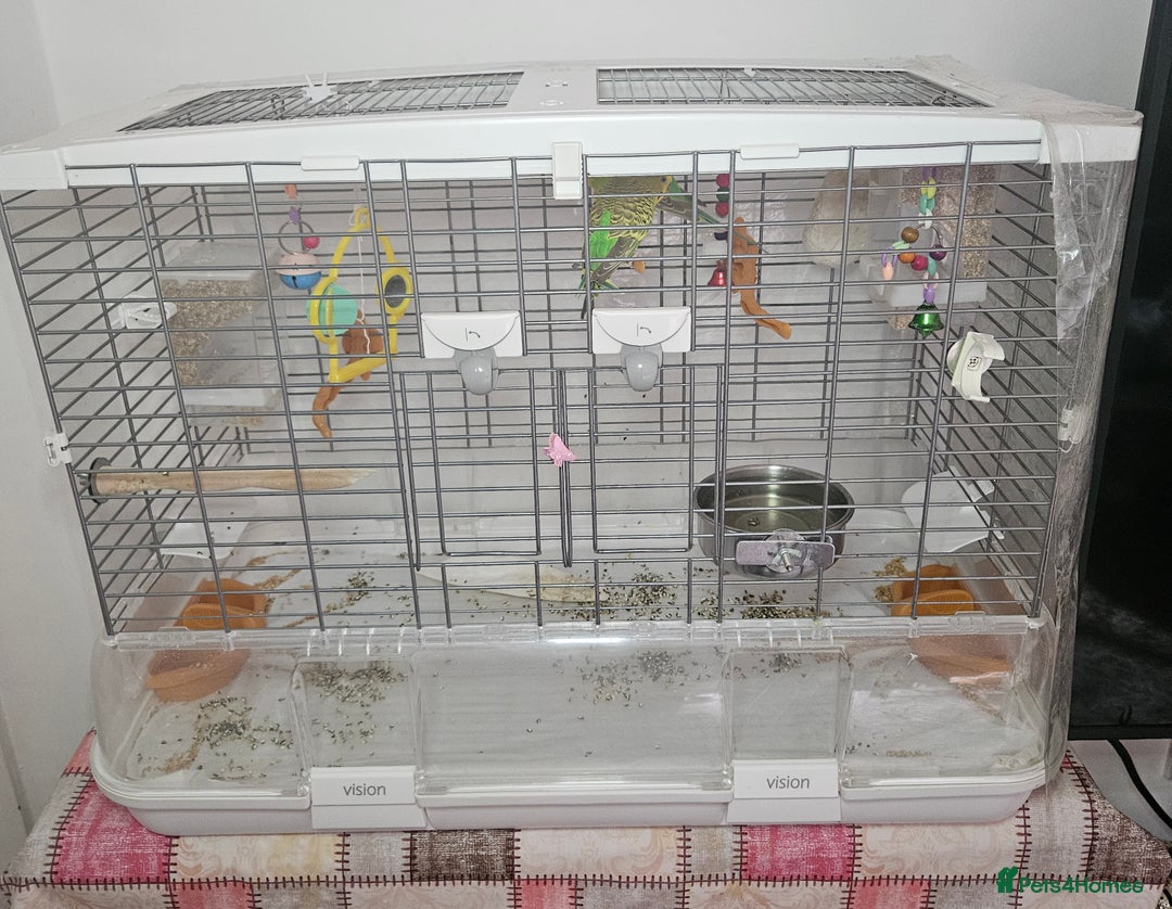 Budgerigars birds for sale: 2 Budgies for sale with cage - Image 5