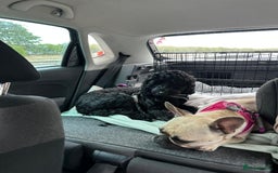 Mixed Breed dogs for sale: Cockapoo-look Puppies  - Image 10