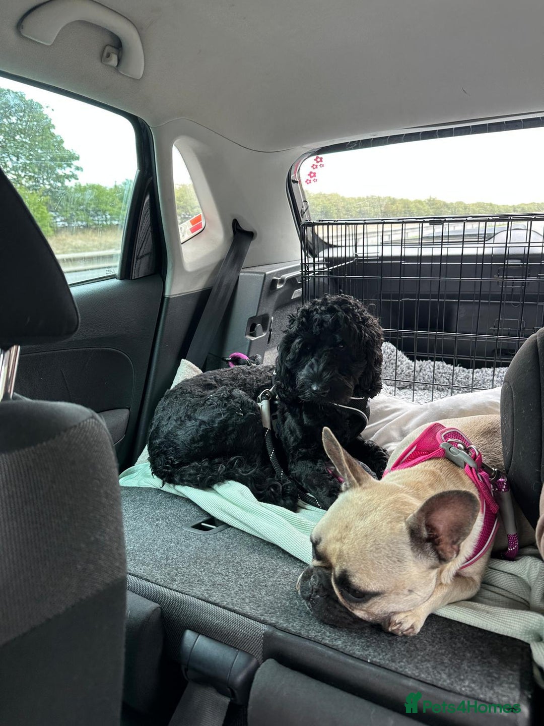 Mixed Breed dogs for sale: Cockapoo-look Puppies  - Image 10