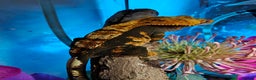 Gecko reptiles for sale: Unsexed Baby Crested Geckos - Advert 8