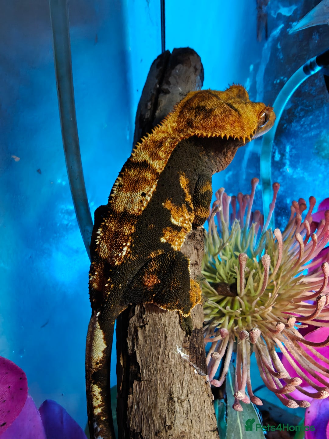 Gecko reptiles for sale: Unsexed Baby Crested Geckos - Advert 8