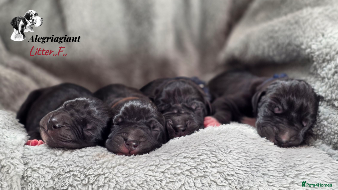 Great Dane dogs for sale: Fabolous Great danes  - Advert 4