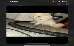 Ragdoll cats for sale: Beautiful Ragdoll kittens  - Image 6