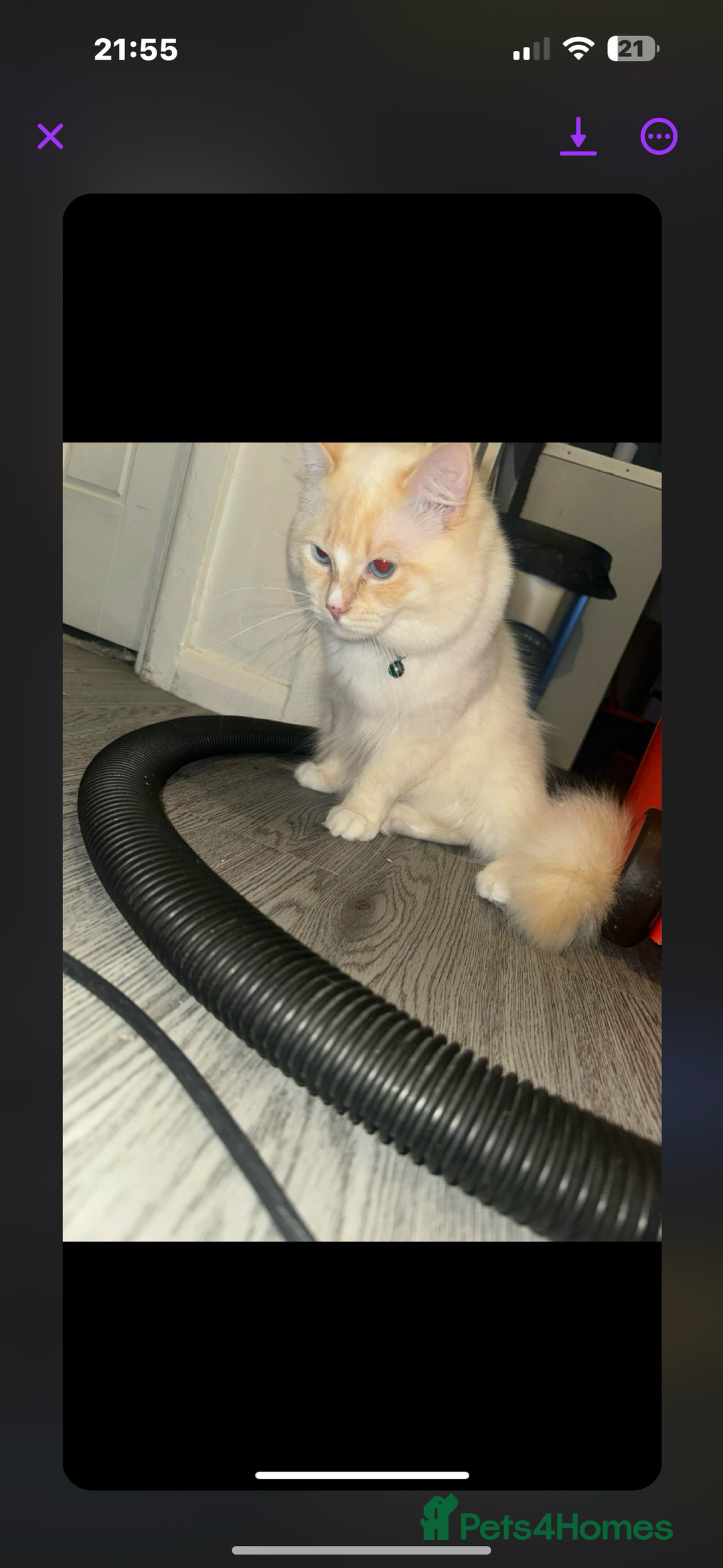 Ragdoll cats for sale: Beautiful Ragdoll kittens  - Image 6