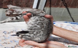 Bengal cats for sale: STUNNING GLITTER PELTED TICA REG BENGAL KITTENS - Image 3