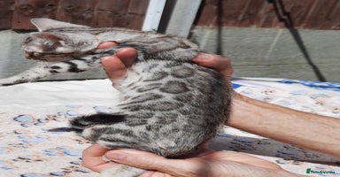 Bengal cats - Advert 9
