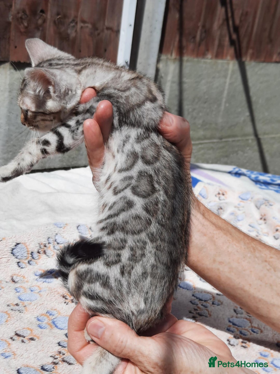 Bengal cats for sale: STUNNING GLITTER PELTED TICA REG BENGAL KITTENS - Image 3