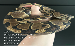 Python Snake reptiles for sale: Royal Pythons stunning morphs  - Image 10