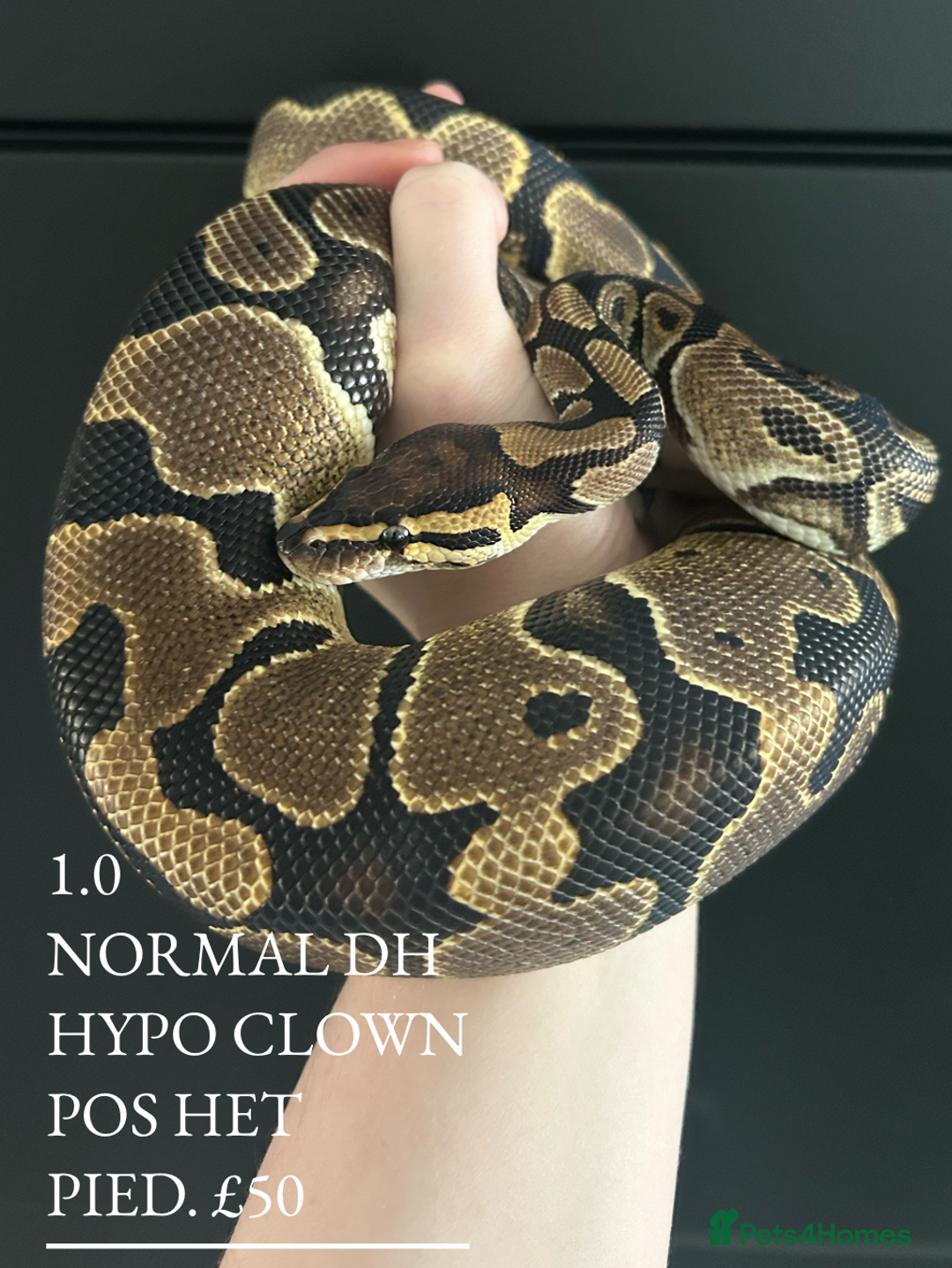 Python Snake reptiles for sale: Royal Pythons stunning morphs  - Image 10