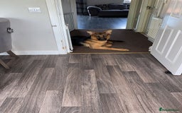 German Shepherd dogs for sale: 11 month German shepard - Image 3