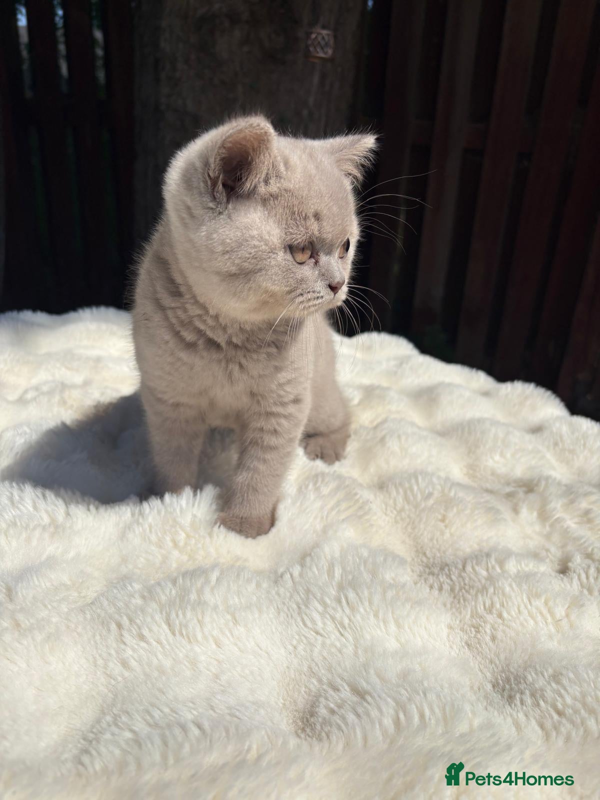 British Shorthair cats for sale: British shorthair kittens for sale  - Advert 4