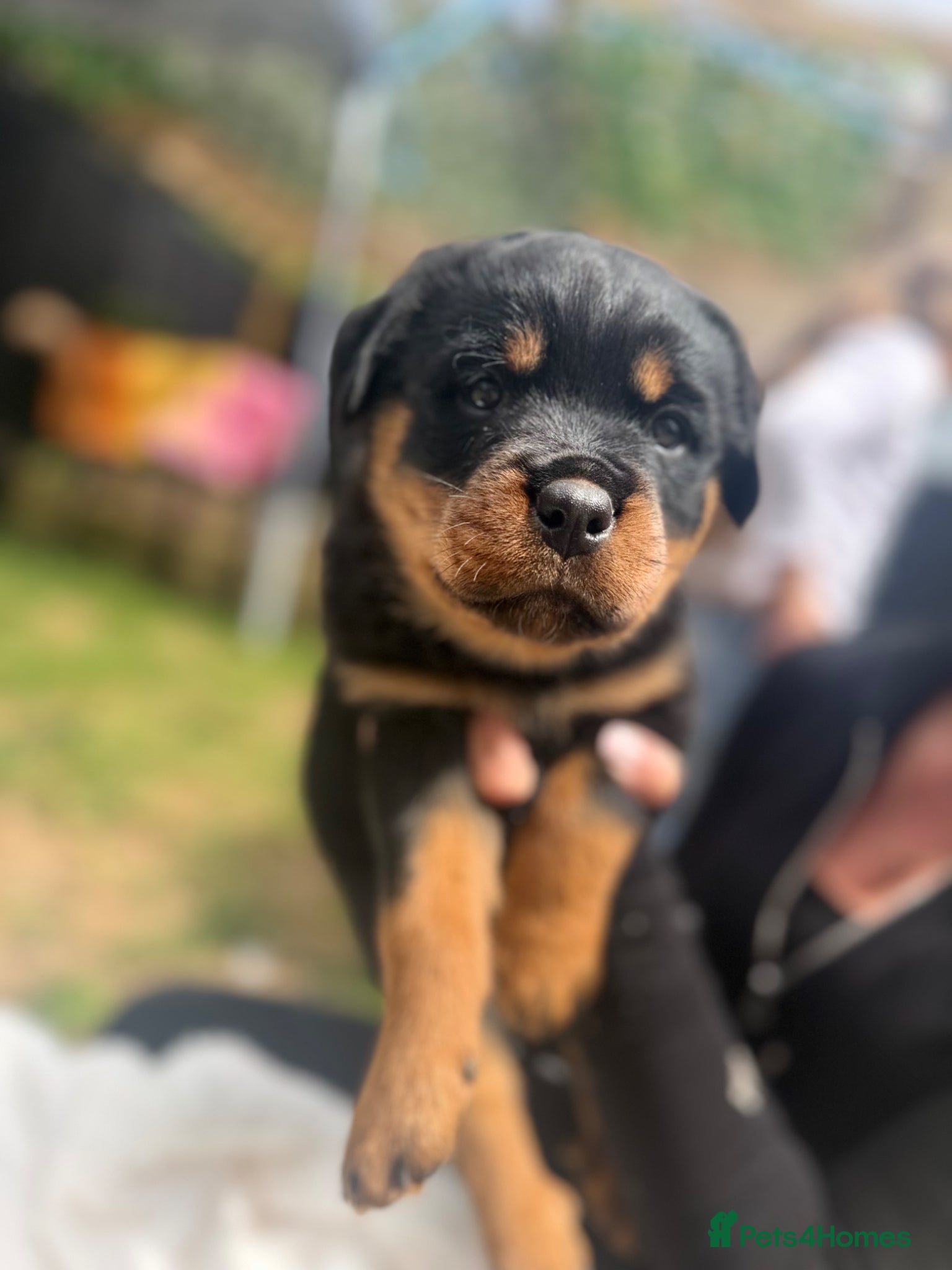 Rottweiler dogs Rottweiler puppies - Advert 1