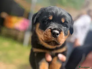 Rottweiler dogs Rottweiler puppies - Advert 1