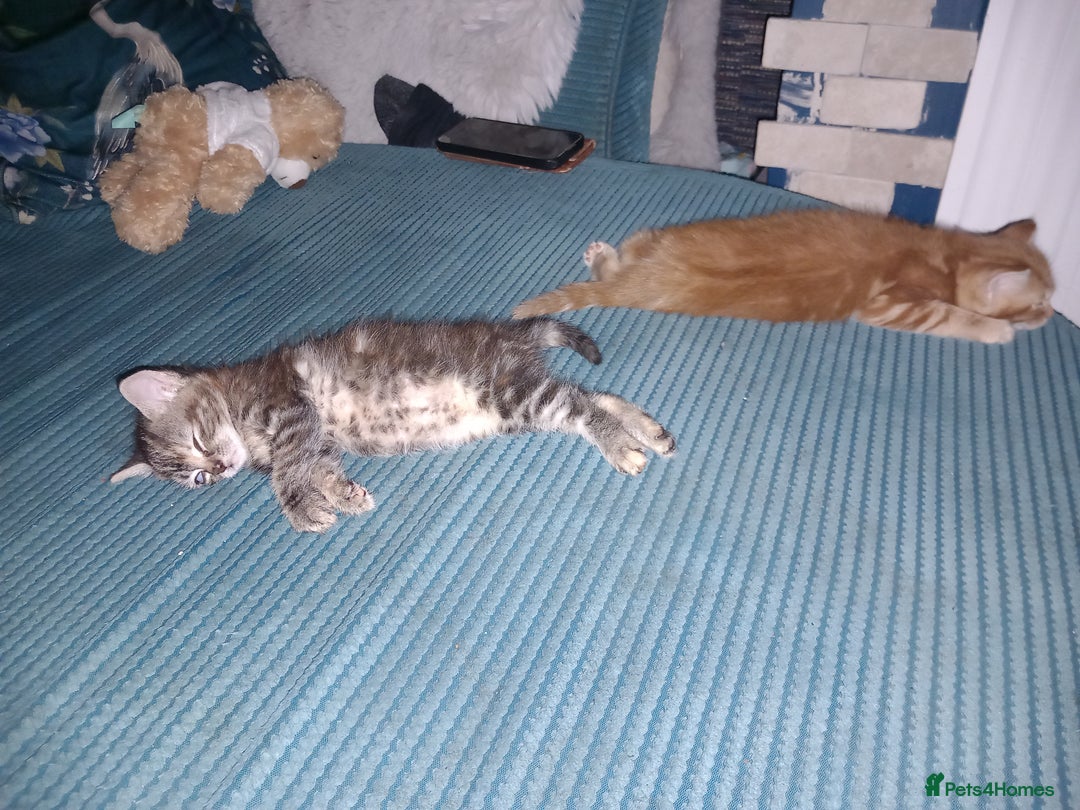 Mixed Breed cats for sale: Beautiful fluffy ginger boy and tabby girl   - Image 3
