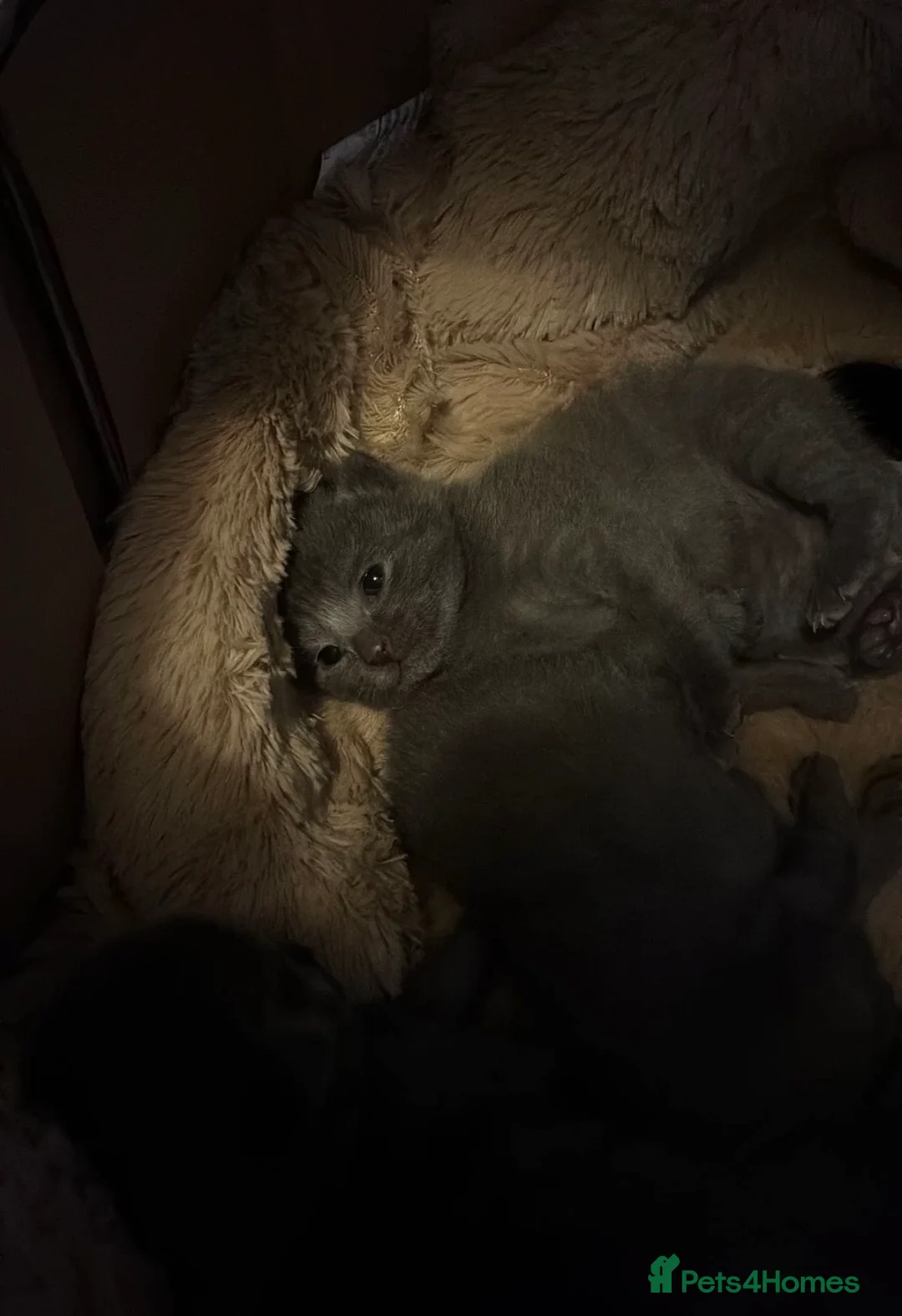 Mixed Breed cats for sale: Russian Blue/ Sphynx Kittens   - Advert 2