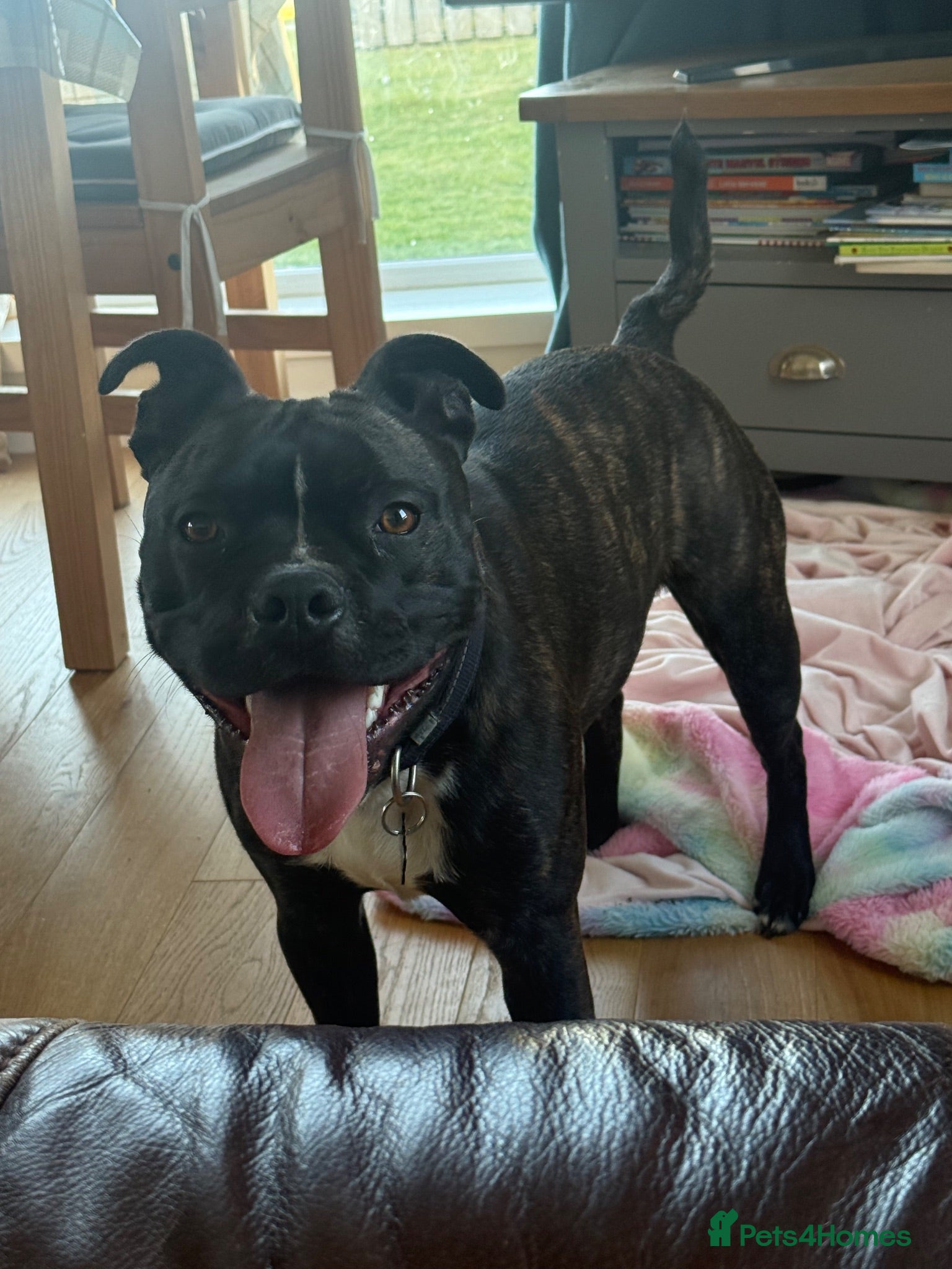 Mixed Breed dogs Staffie x Boston Terrier - Advert 11