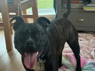 Mixed Breed dogs Staffie x Boston Terrier - Advert 14