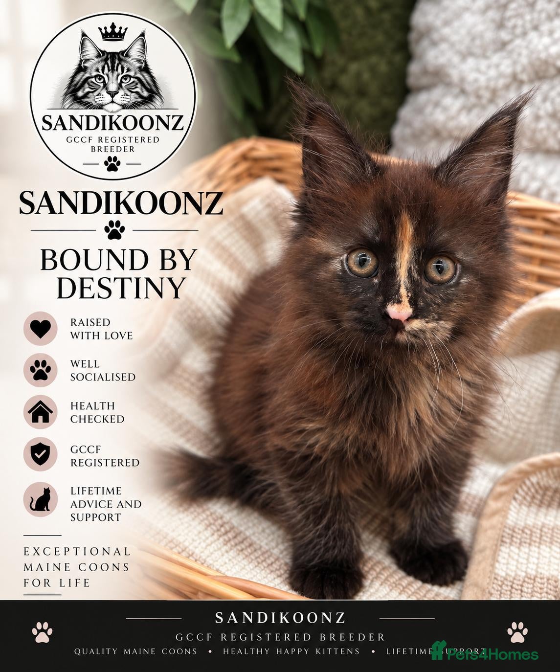 Maine Coon cats 7 x Stunning Maine Coon Kittens - Advert 2