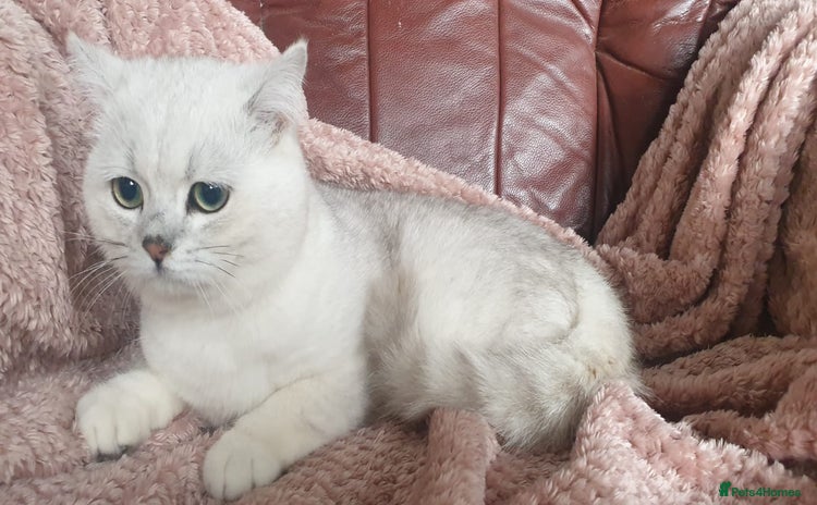 British Shorthair cats in Lancaster - Advert 16