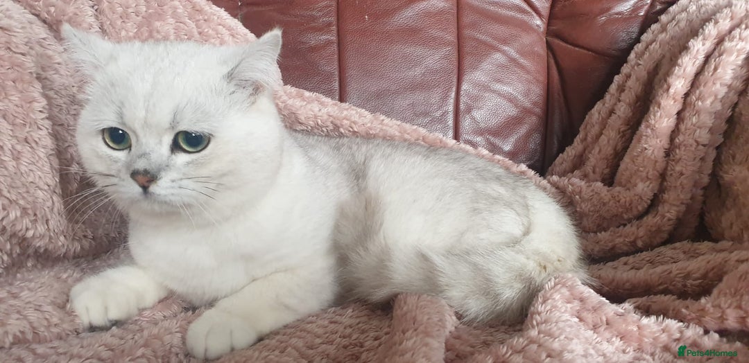 British Shorthair cats for sale: Lapcat GCCF Silver British Shorthair Kitten. in Lancaster - Image 1