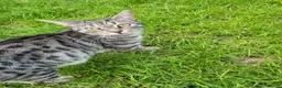 Domestic Shorthair cats for sale: Kittens in Grimsby - Advert 15