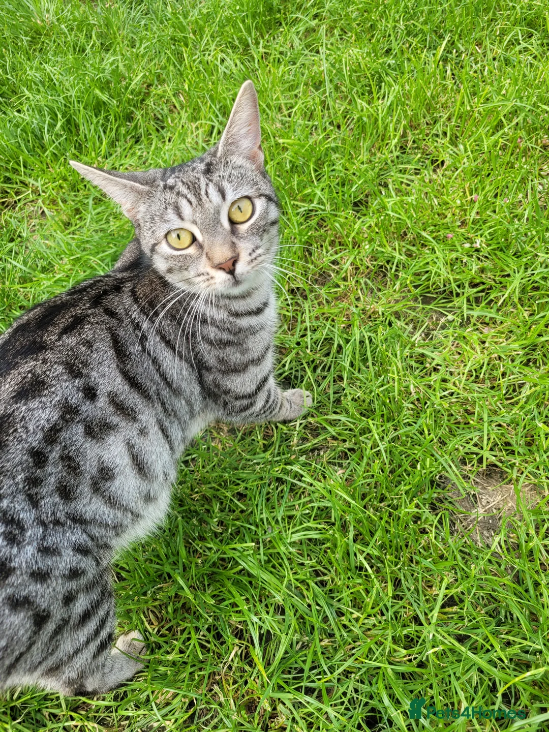 Domestic Shorthair cats for sale: Kittens in Grimsby - Advert 15