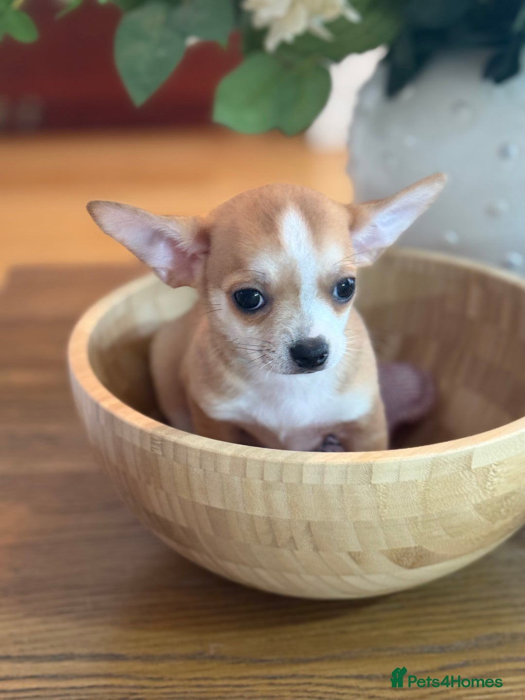 Chihuahua dogs for sale: Our beautiful Chihuahua puppies  - Image 7