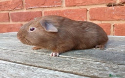 Guinea Pig rodents for sale: Gorgeous baby guinea pig brothers  - Image 4