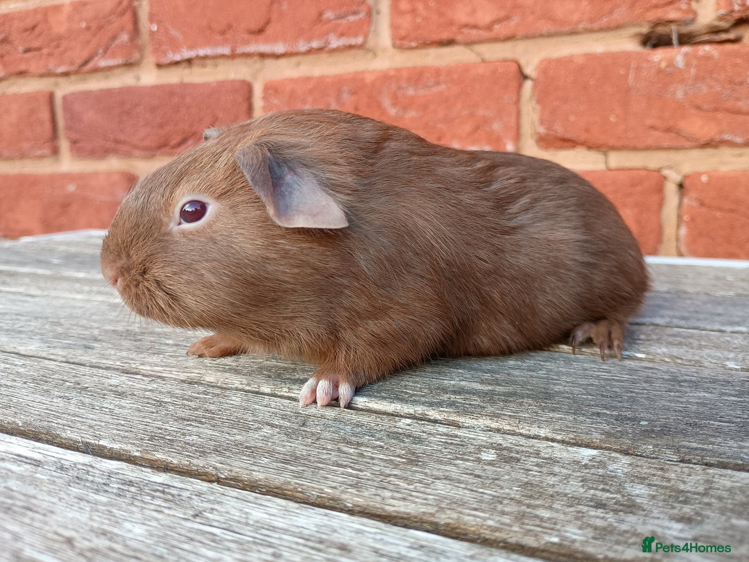 Guinea Pig rodents for sale: Gorgeous baby guinea pig brothers  - Image 4