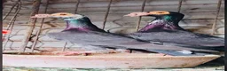 Pigeons birds for sale: Beautiful Quality Pigeons Healthy & Well Cared For - Advert 25