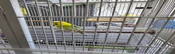 Budgerigars birds for sale: Budgie & cage with accessories. in Walsall - Advert 4