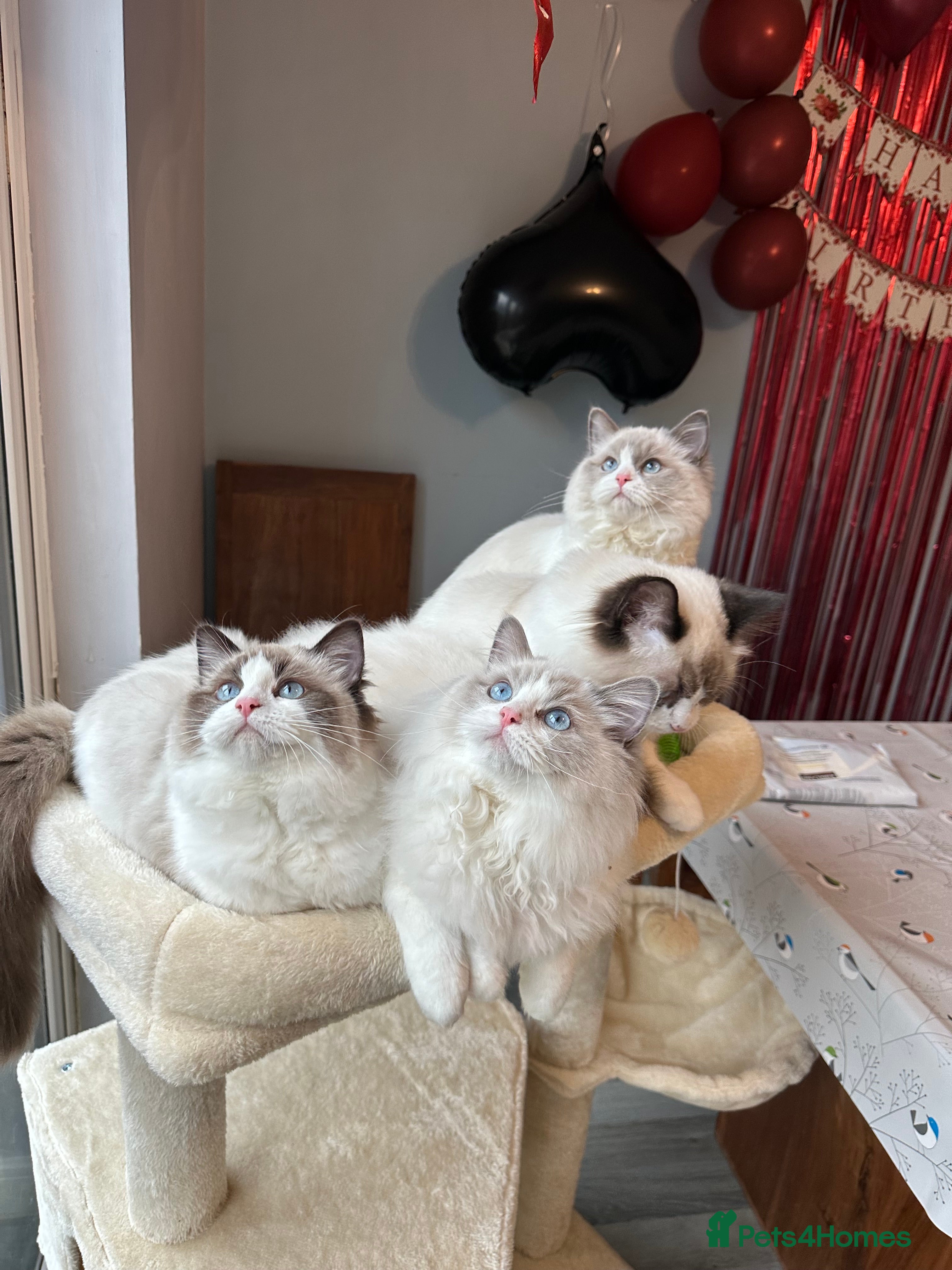 Ragdoll cats  active cat TICA Registered Ragdoll Kittens - Advert 1