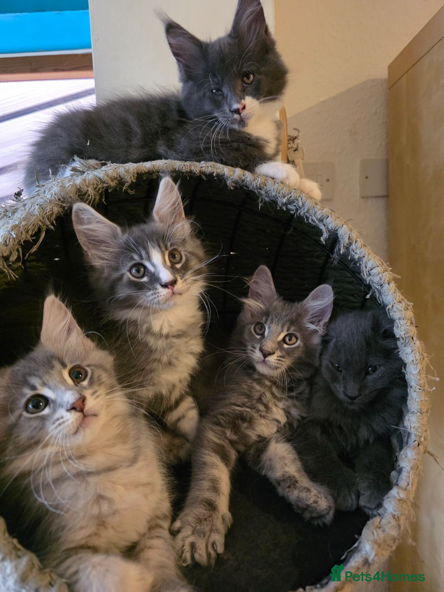 Maine Coon cats  Maine Coon Kittens Champion Bloodline  - Advert 2