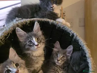 Maine Coon cats Maine Coon Kittens Champion Bloodline - Advert 8