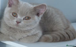 British Shorthair cats for sale: britsh short hair kittens  in Orpington - Image 5