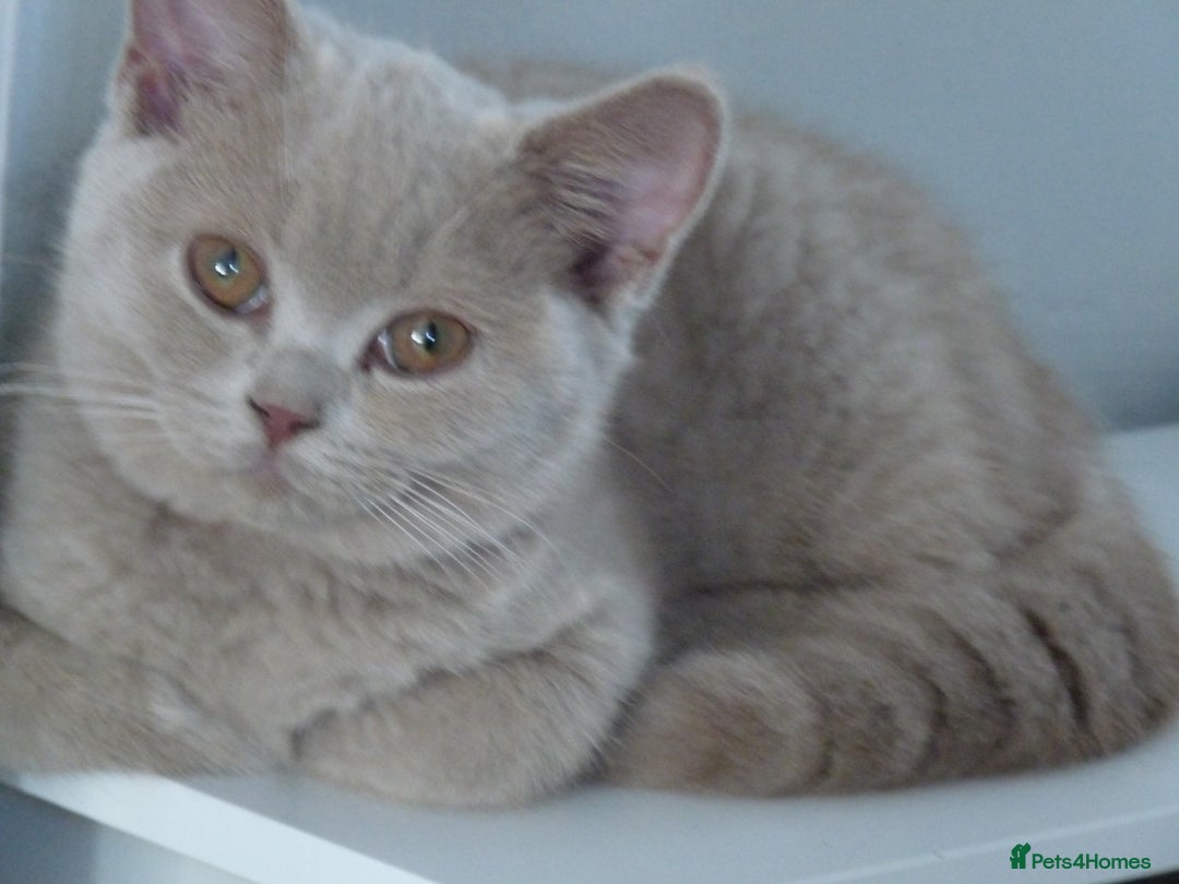 British Shorthair cats for sale: britsh short hair kittens  in Orpington - Image 5
