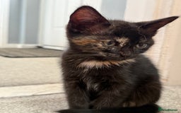 RagaMuffin cats for sale: Ragamuffin kittens  - Image 25