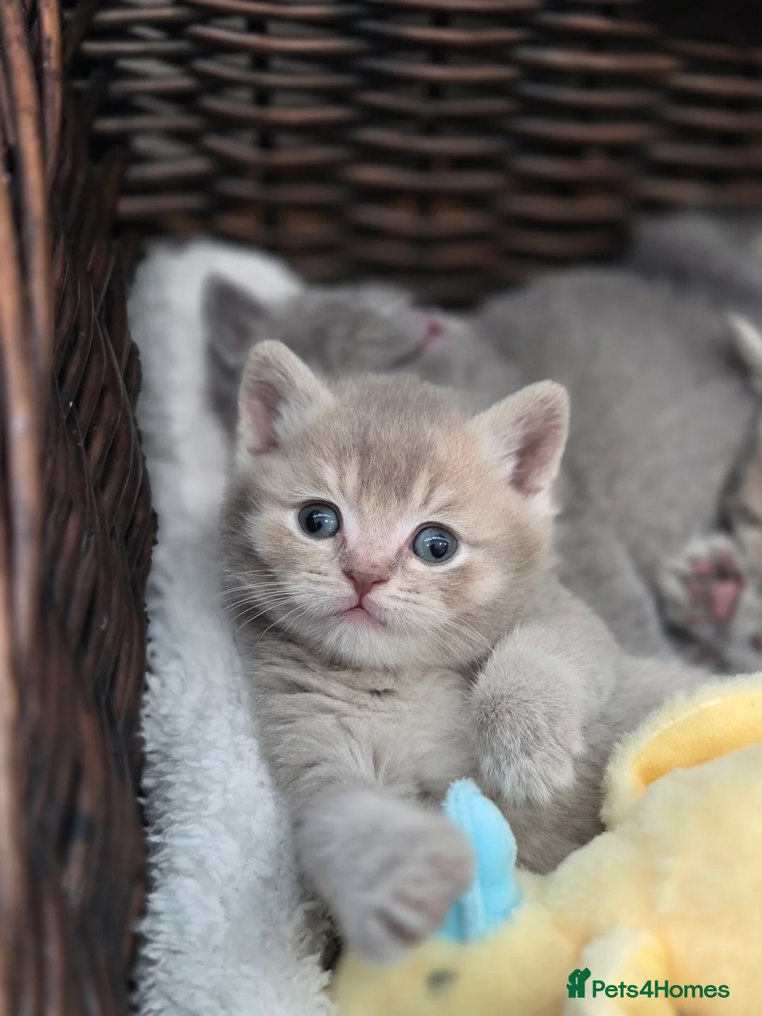 British Shorthair cats for sale: Gorgeous Pure Breed British Shorthair Kittens - Advert 2