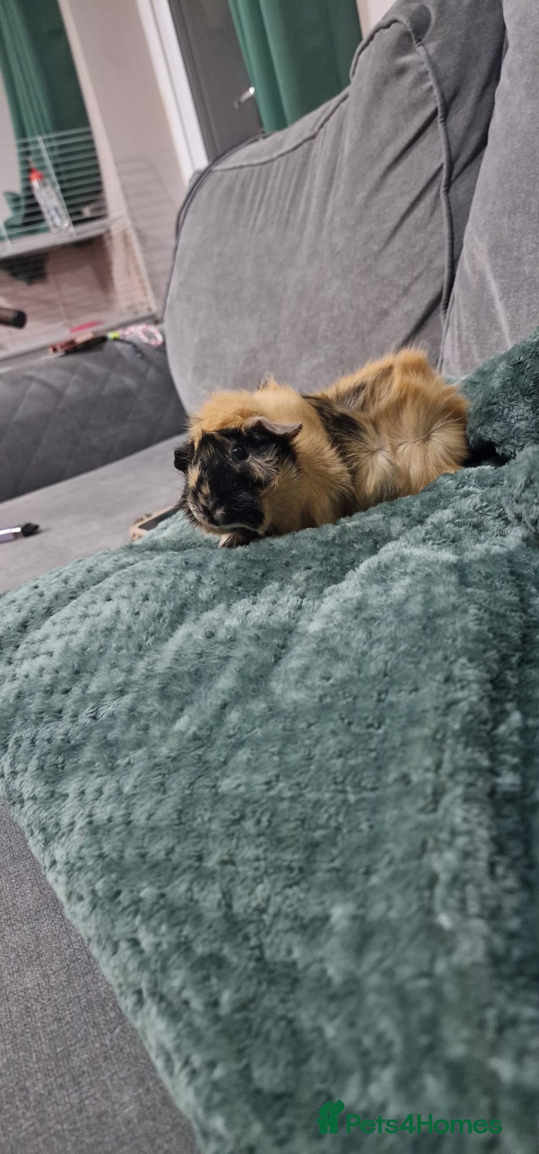 Guinea Pig rodents for sale: Separate female guineapigs - Advert 4