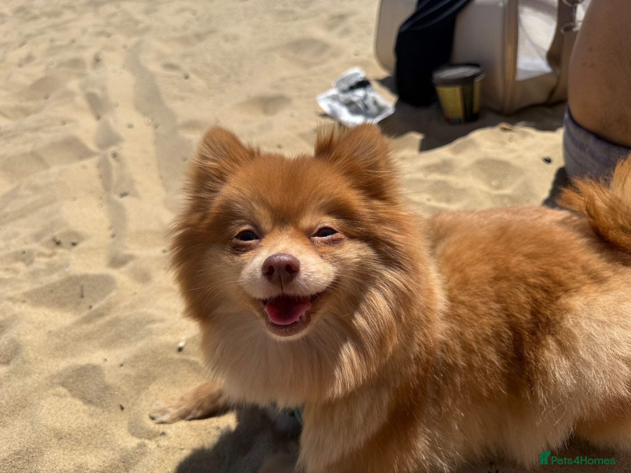 Pomeranian dogs Beautiful Healthy Puppies Ready for Loving Homes - Advert 5