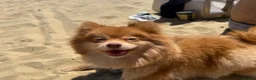 Pomeranian dogs for sale: Beautiful Healthy Puppies Ready for Loving Homes in Hayes - Advert 13