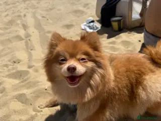 Pomeranian dogs Beautiful Healthy Puppies Ready for Loving Homes - Advert 1