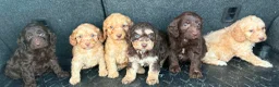 Cockapoo dogs for sale: Cockerpoo puppies  in Peterborough - Advert 2