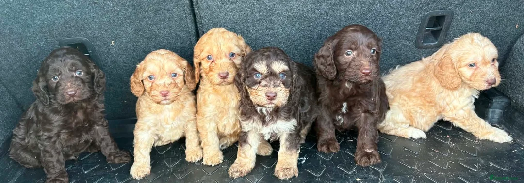 Cockapoo dogs for sale: Cockerpoo puppies  in Peterborough - Advert 2