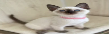 Siamese 4